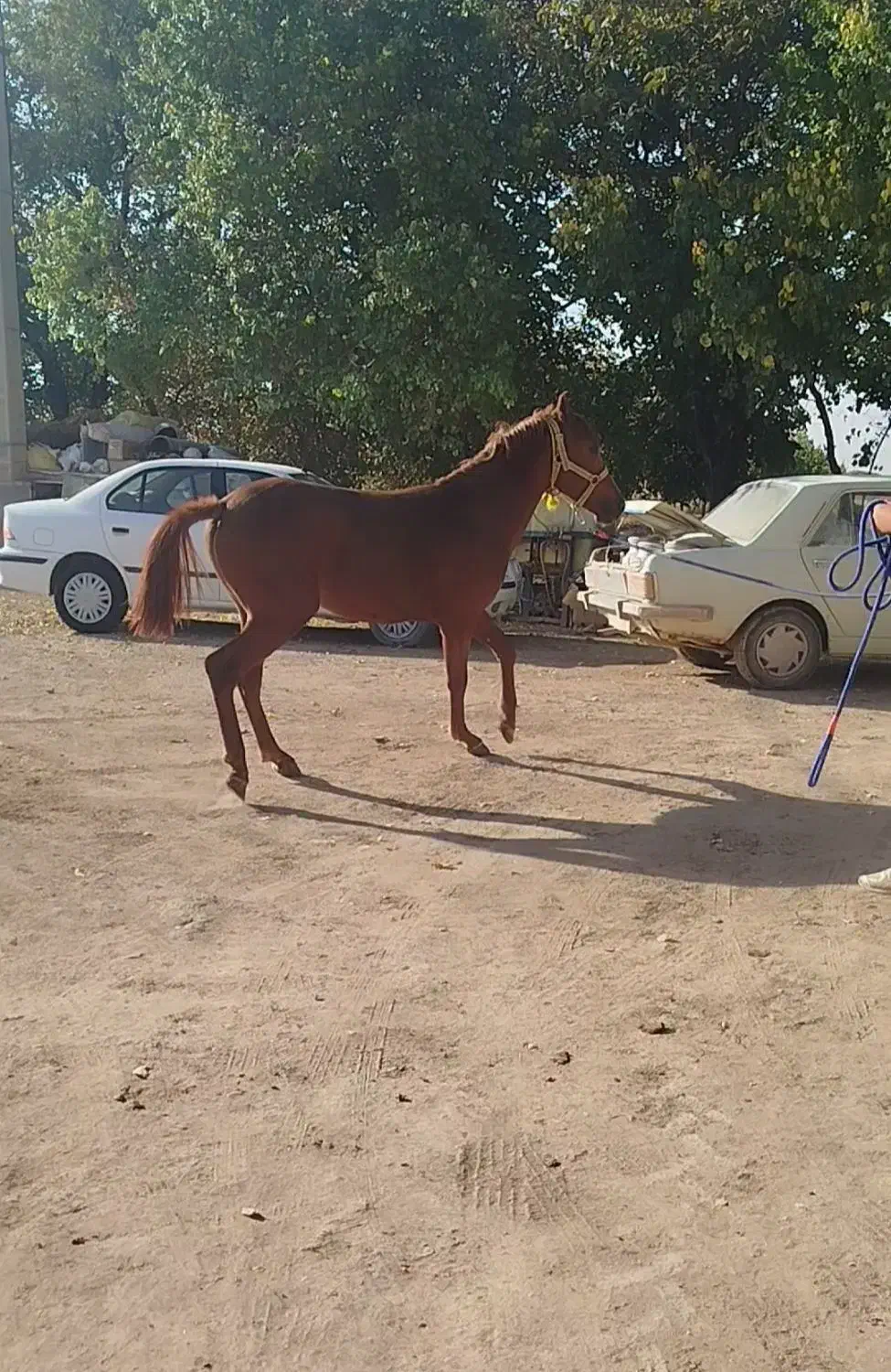 اسب نریان|اسب و تجهیزات اسب‌سواری|همدان, |دیوار