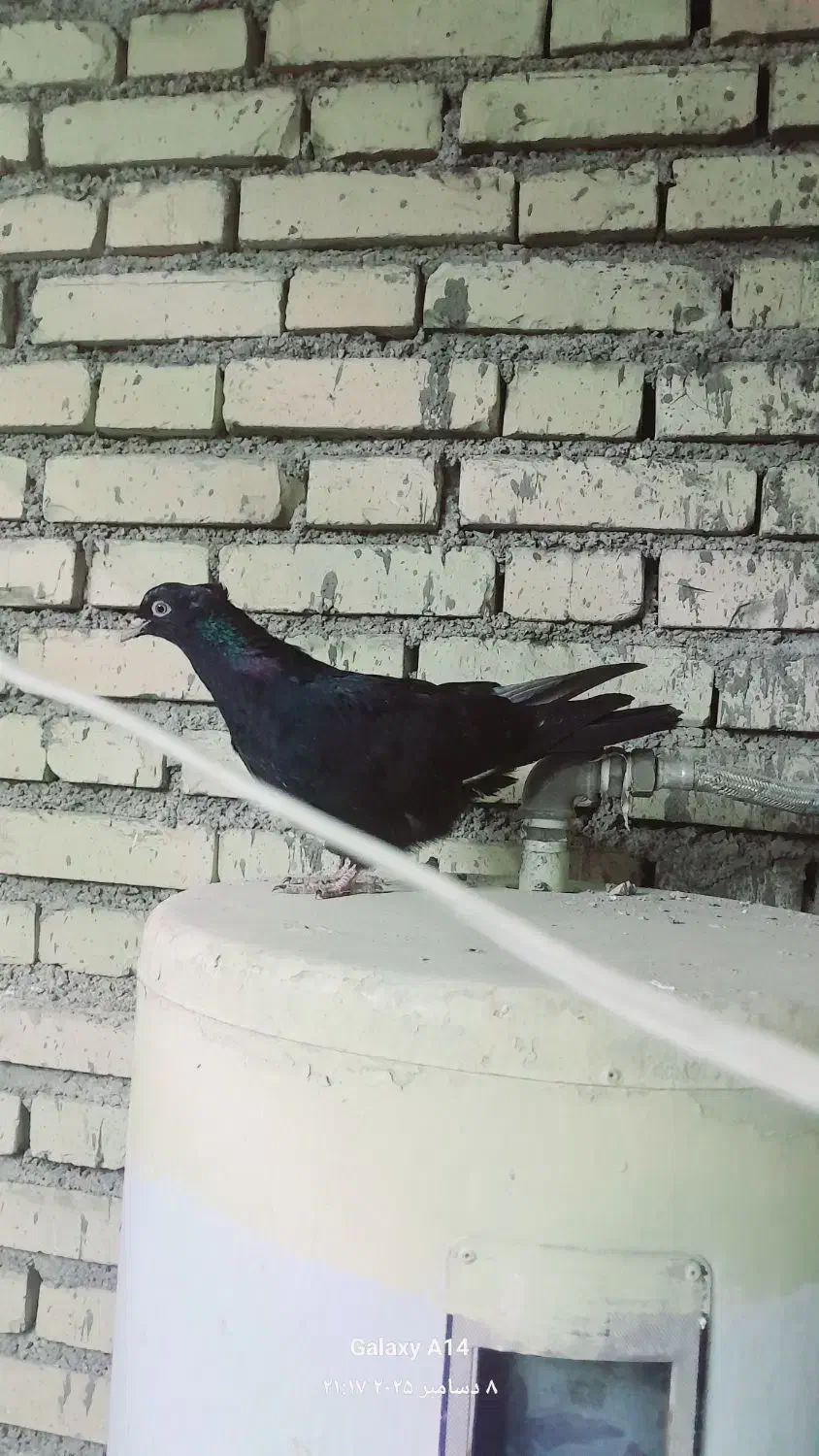 پرنده سالم دوری|پرنده|دزفول, |دیوار