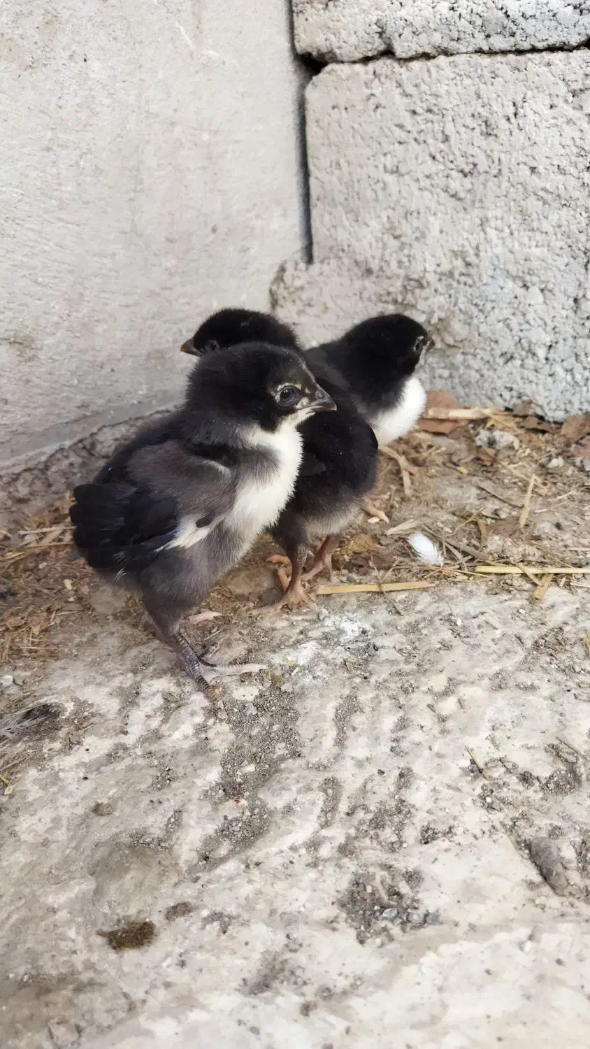 جوجه لاری افغان اصیل|حیوانات مزرعه|دابودشت, |دیوار