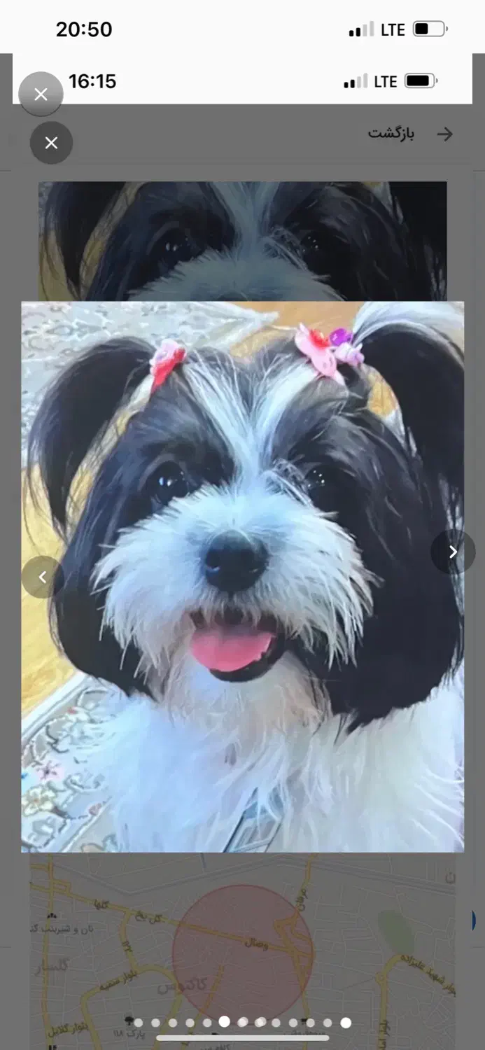 حیوان خانگی|سگ|تهران, علم و صنعت|دیوار