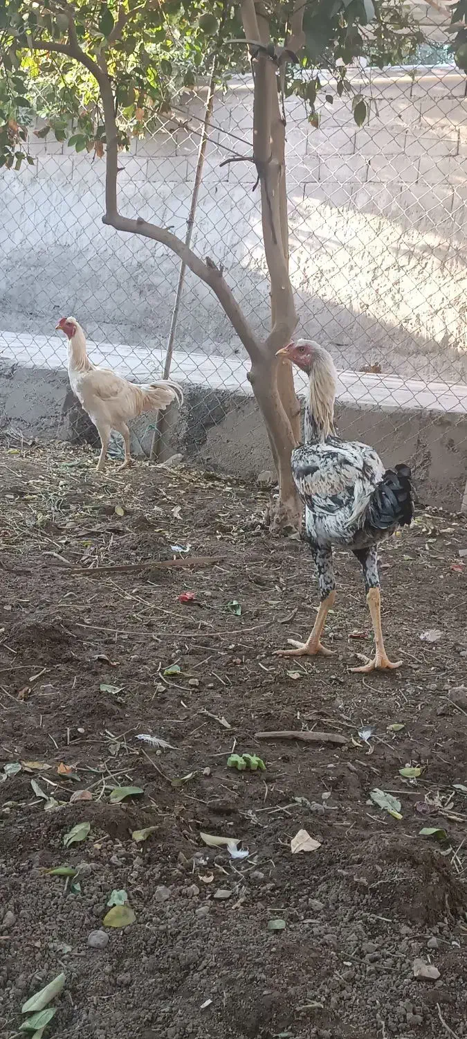 جوجه خروس لاری 5 ماه و نیم|حیوانات مزرعه|جیرفت, |دیوار