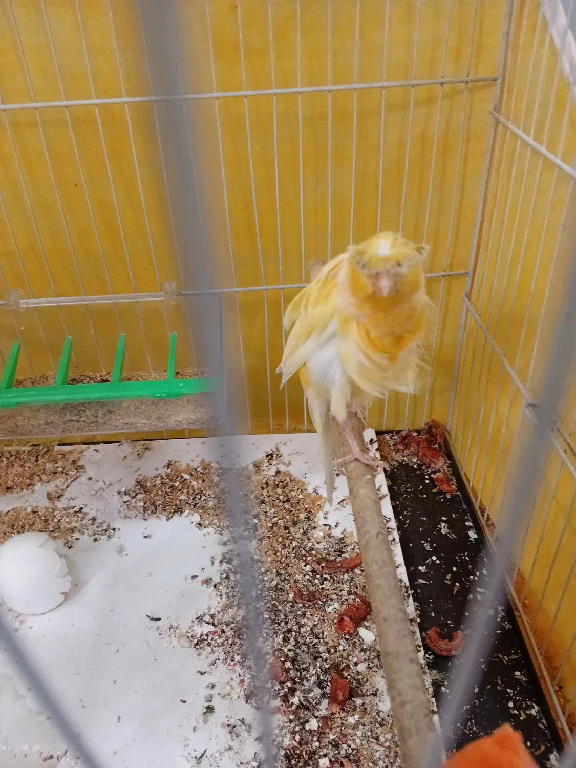 قناری|پرنده|مشهد, نظام دوست|دیوار