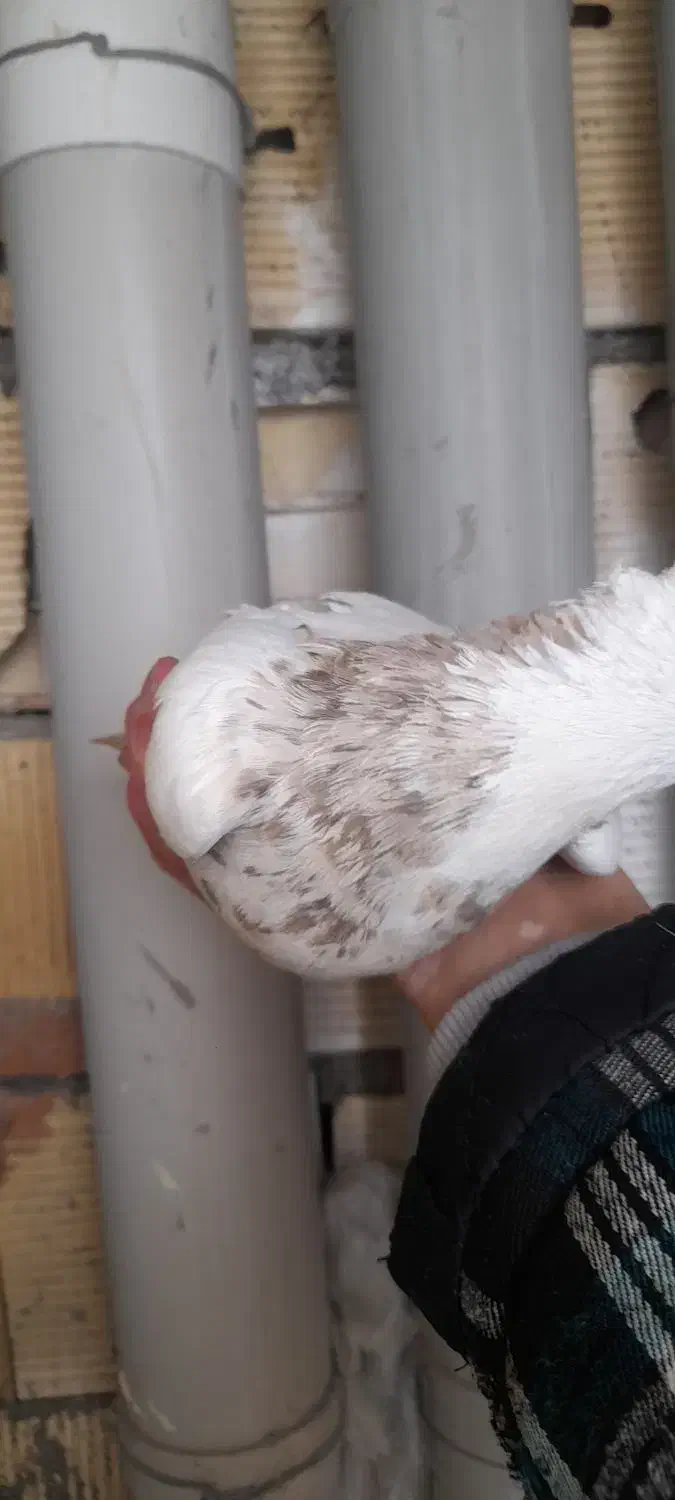 کبوتر طوق مولد|پرنده|مریوان, |دیوار