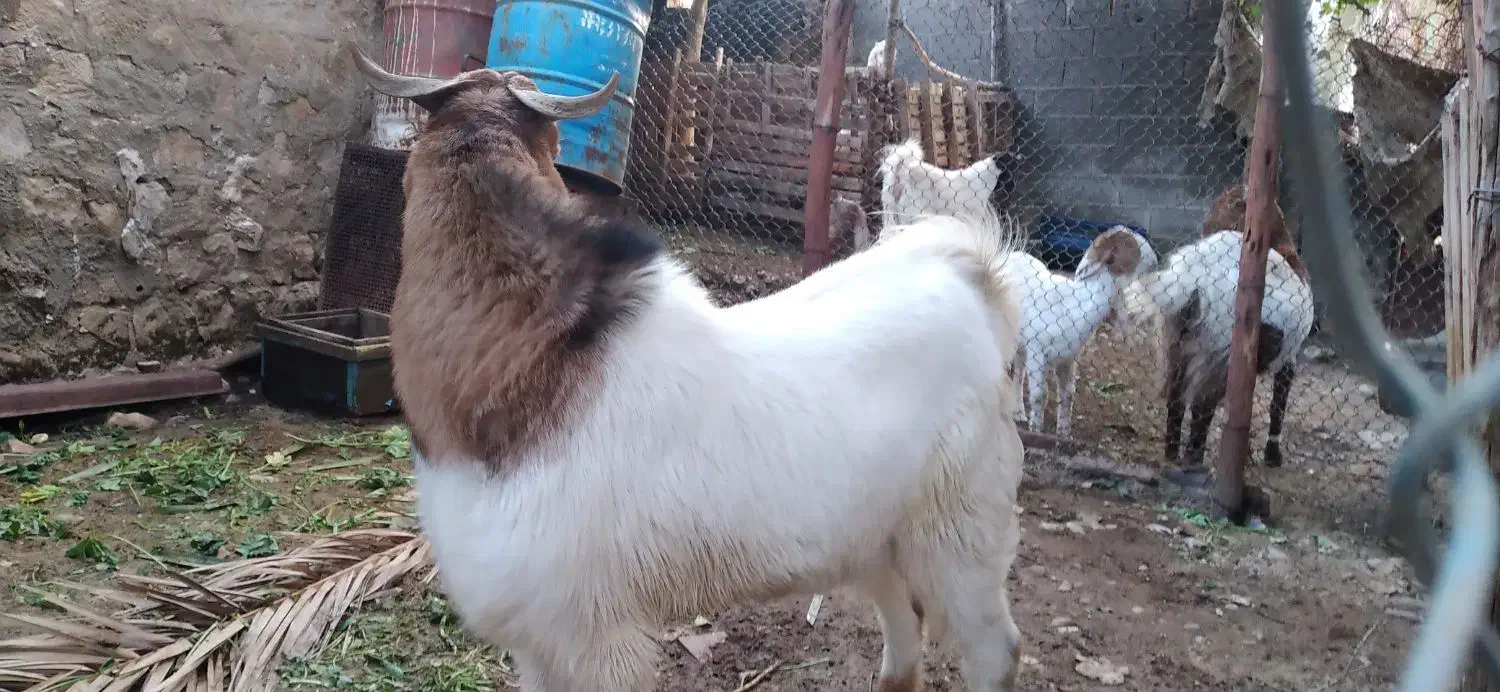 نری دورگه گلابی|حیوانات مزرعه|اسیر, |دیوار