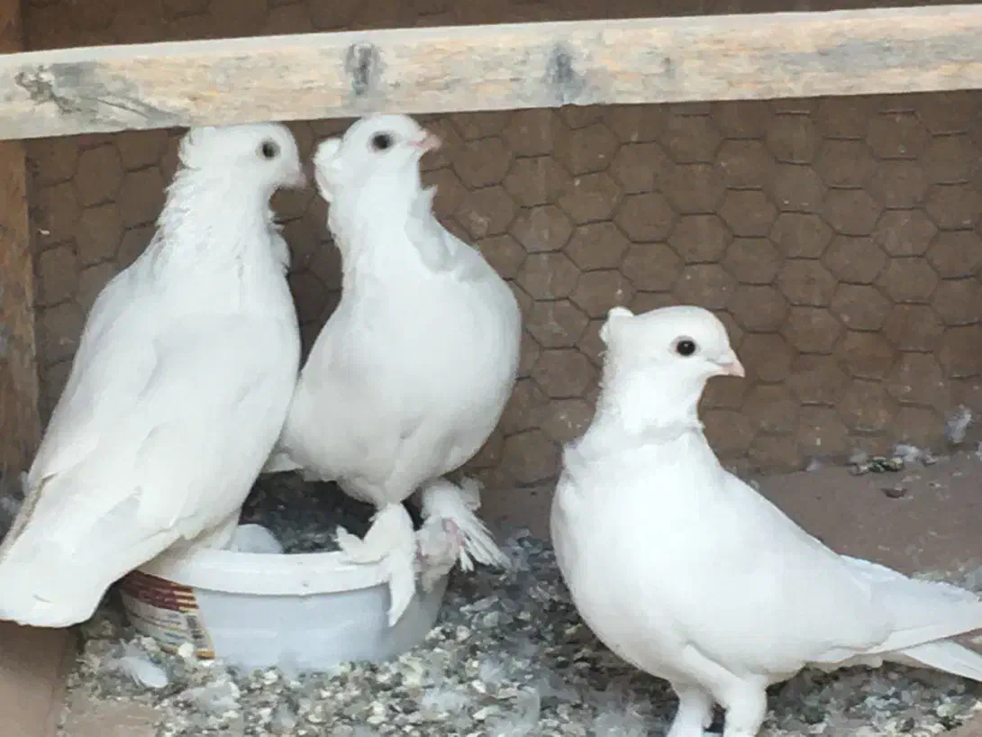 کفتر کبوتر سفید|پرنده|مشهد, آزادشهر|دیوار