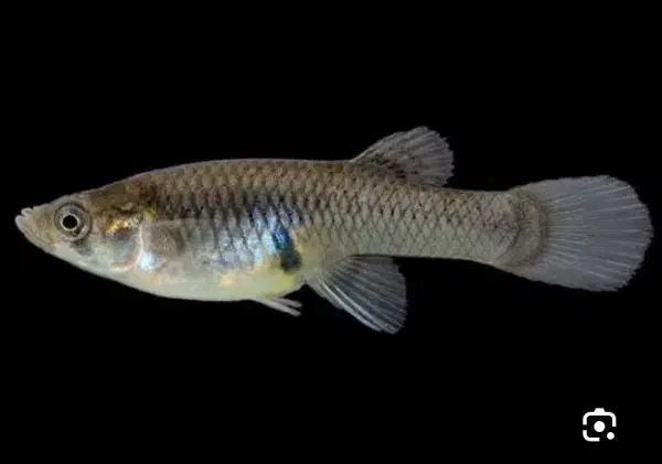 فروش عمده ماهی گامبوزیا|ماهی|جیرفت, |دیوار