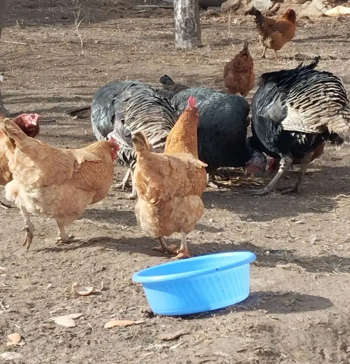 خروس مرغ بوقلمون|حیوانات مزرعه|اردبیل, |دیوار