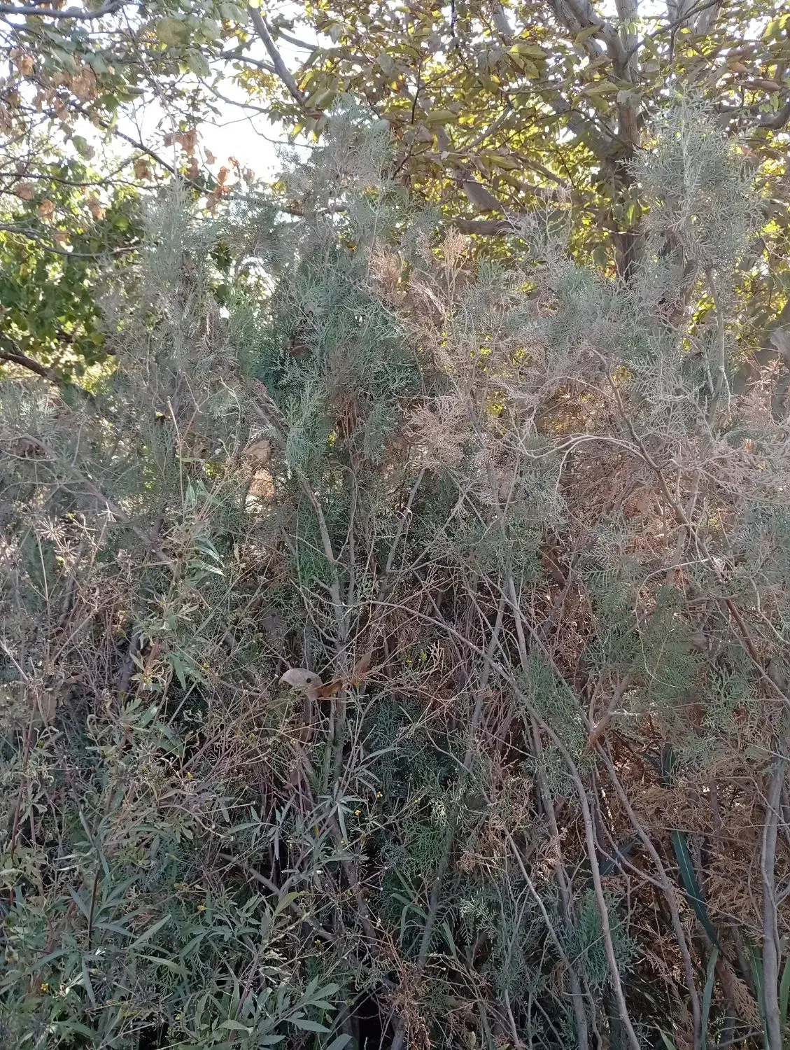 نهال گلدونی کاج|خدمات باغبانی و درختکاری|مشکیندشت, |دیوار