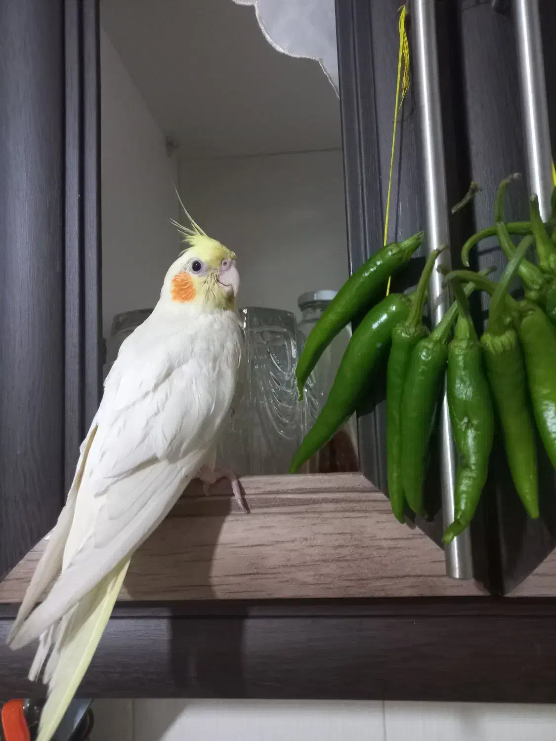 ۳میلیون مژدگانی|حیوانات|قدس, شهر‌قدس|دیوار