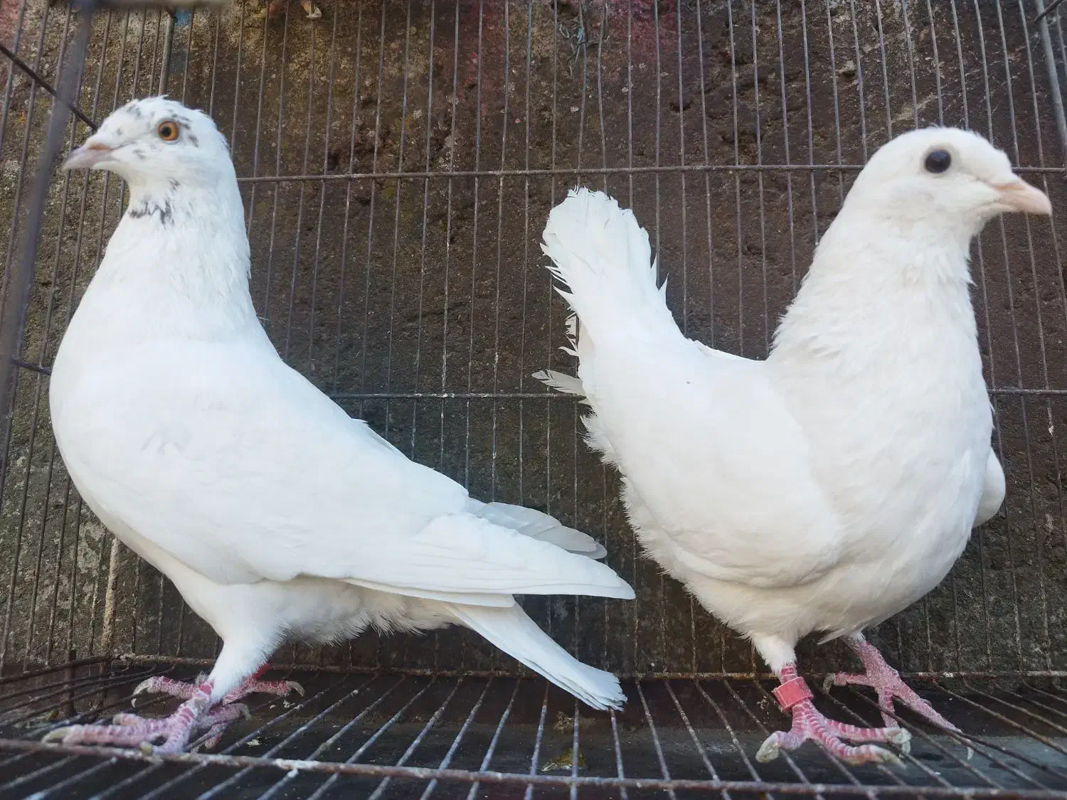 کبوتر بیوتی کینگ|پرنده|آزادشهر, |دیوار