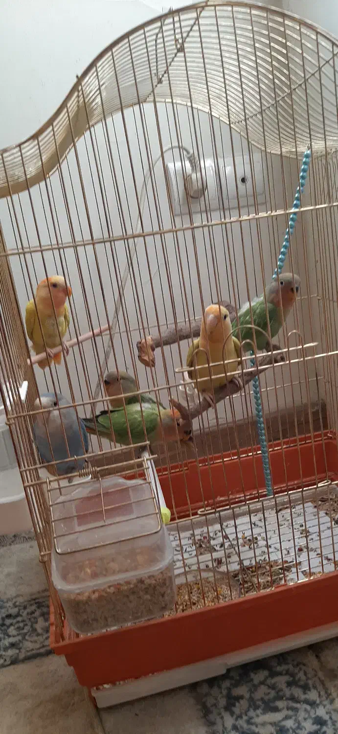 طوطی برزیلی|پرنده|تهران, جنتآباد مرکزی|دیوار