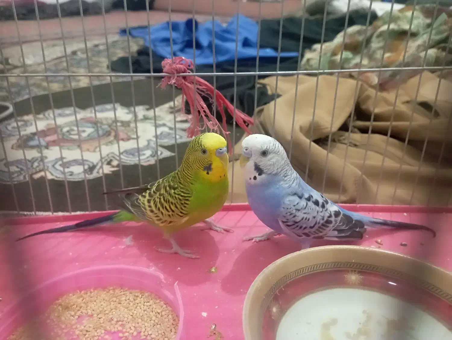 مرغ عشق|پرنده|توکهور, |دیوار