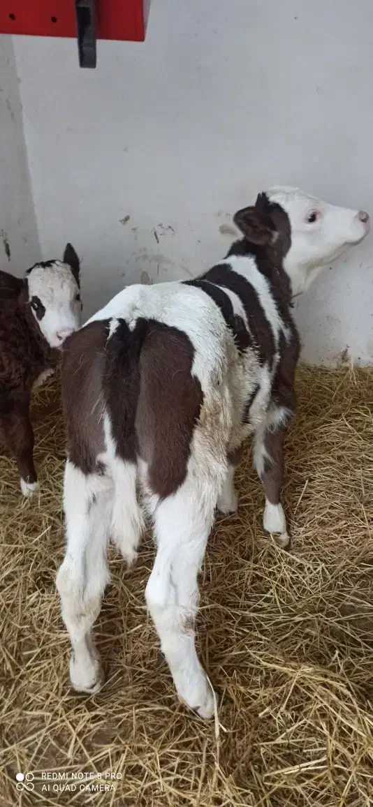 تهیه گوساله اصیل|حیوانات مزرعه|گنبد کاووس, |دیوار