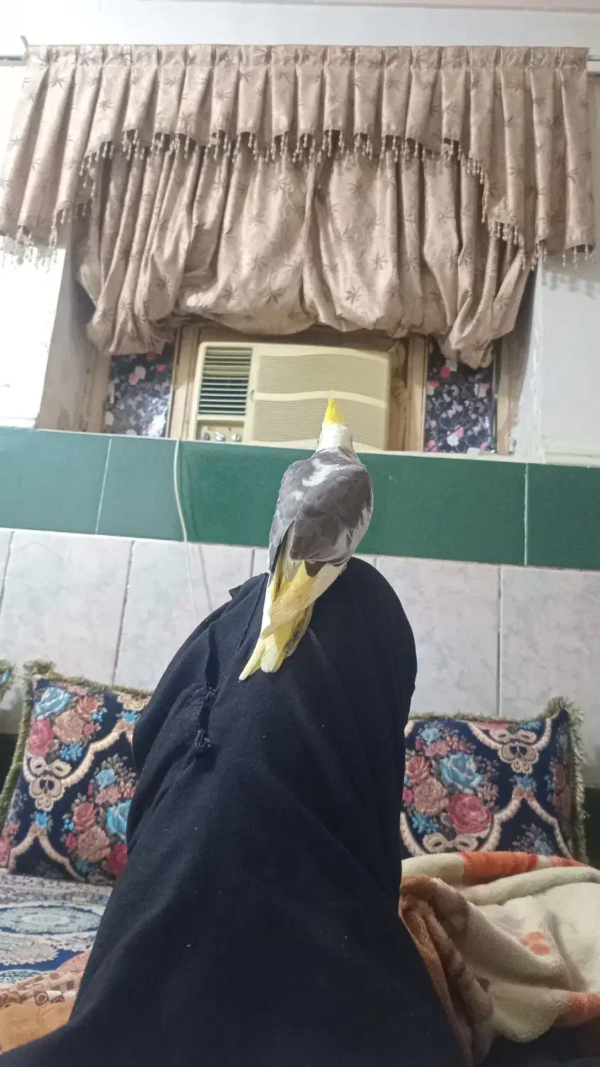 گمشده|حیوانات|میناب, |دیوار