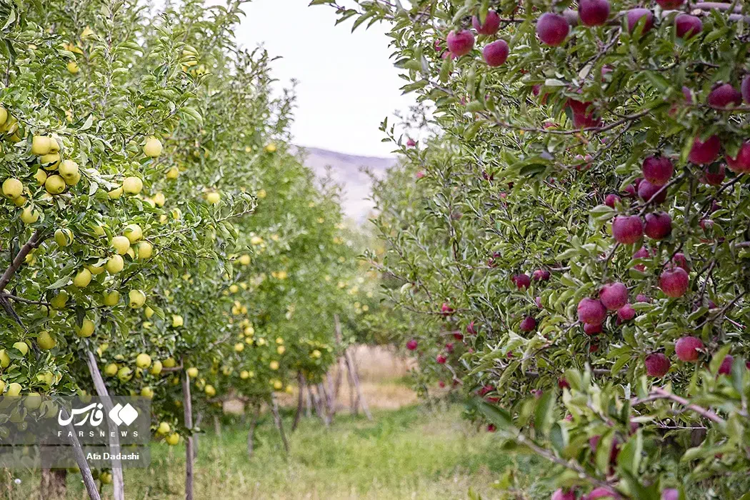 باغ آماده با امکانات|فروش زمین و ملک کلنگی|سراب, |دیوار