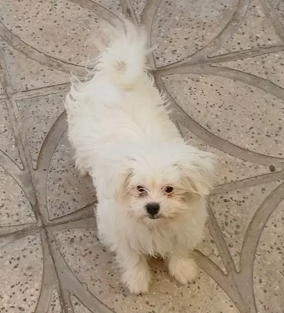 سگ اشپیتز|سگ|ابهر, |دیوار