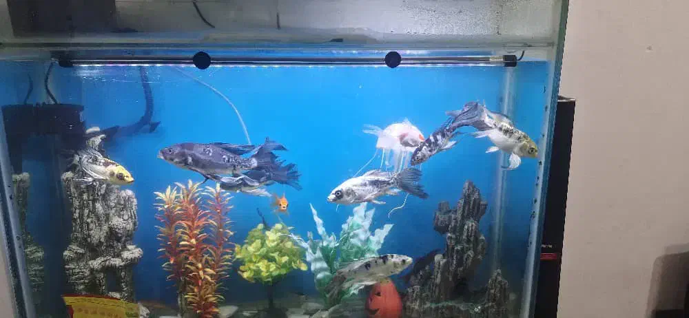 ماهی کوی سوپرباله|ماهی|چهاردانگه (تهران), |دیوار