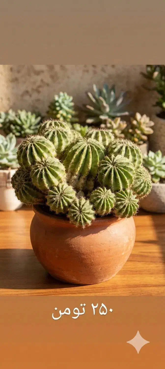 کاکتوس|گل و گیاه طبیعی|یزد, |دیوار