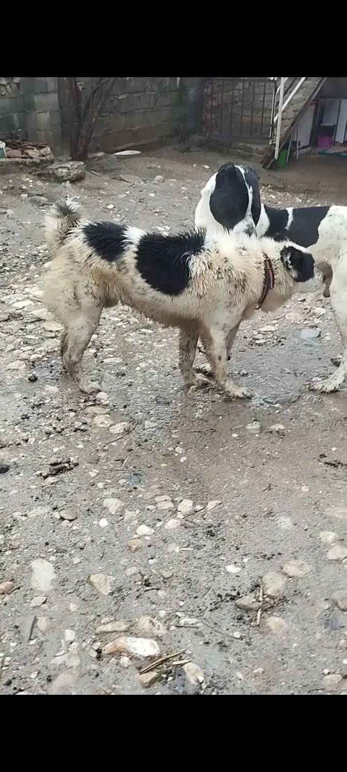 واگذار سگ گوسفندی|سگ|گرگان, |دیوار