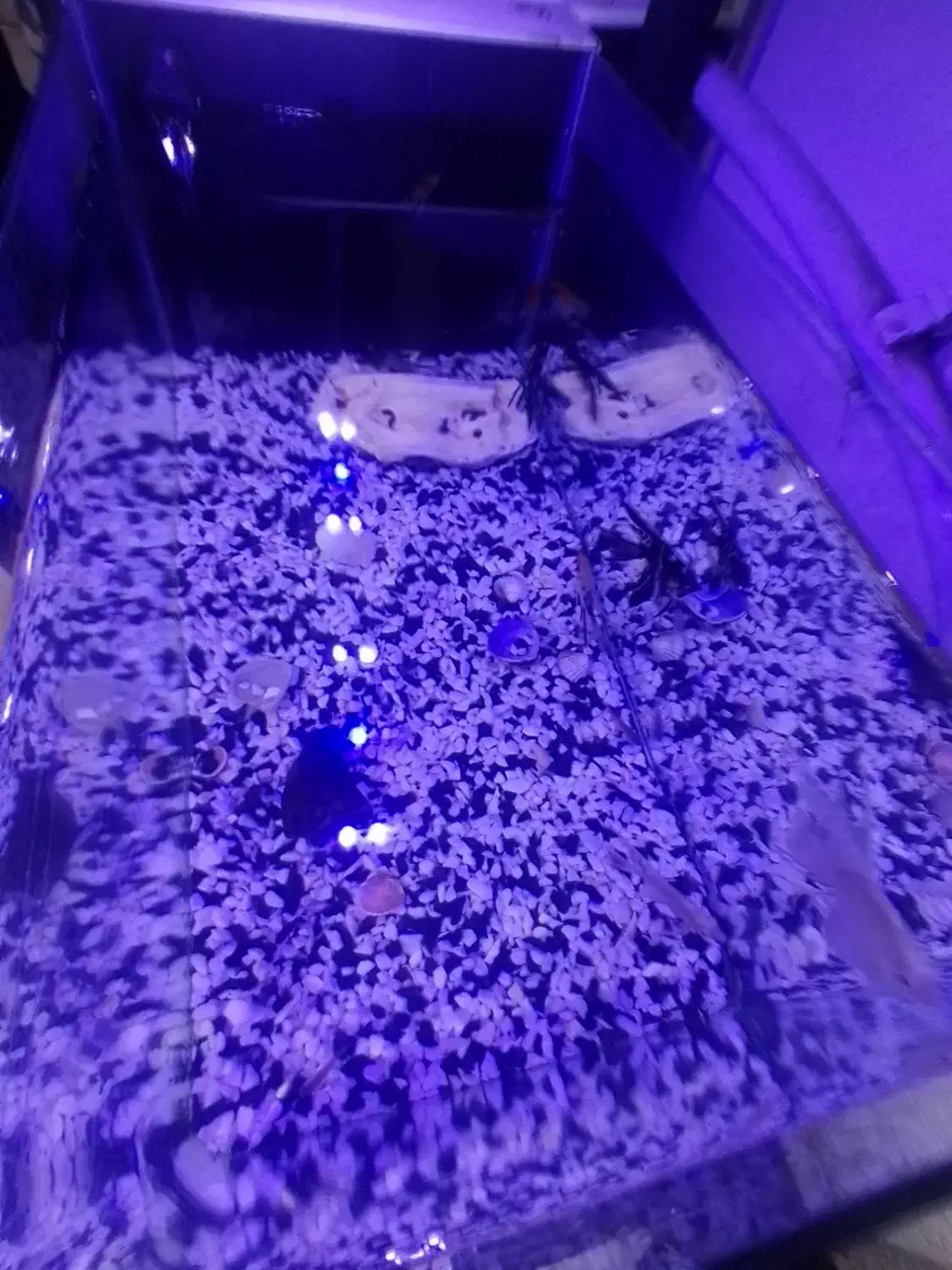 آکواریوم با تمام امکانات و ماهی|ماهی|رشت, حسین آباد|دیوار