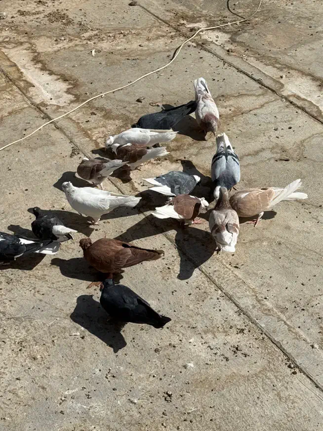 کفترای پرشی به شرط همه چی یجایی|پرنده|قم, گلزار|دیوار