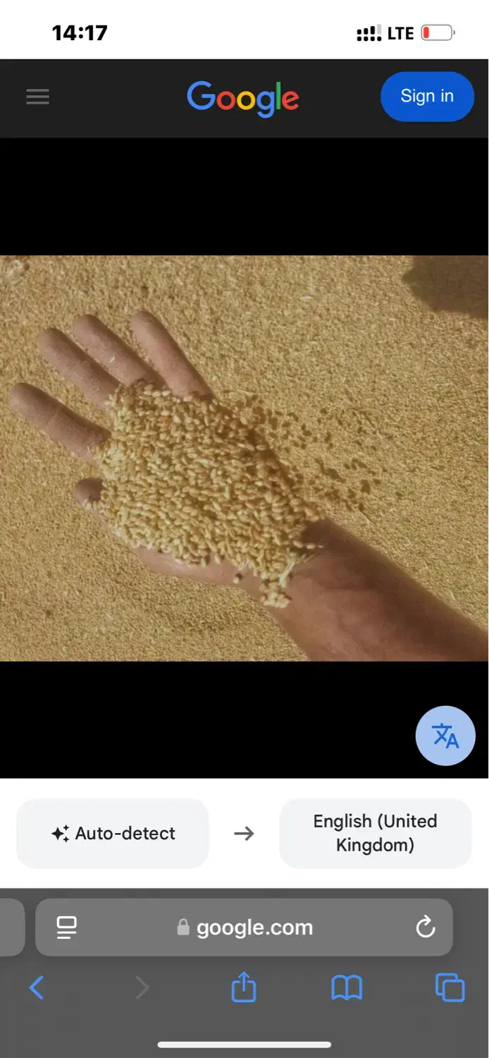 گندم ابی پیشگام|خدمات باغبانی و درختکاری|خرم‌آباد, |دیوار