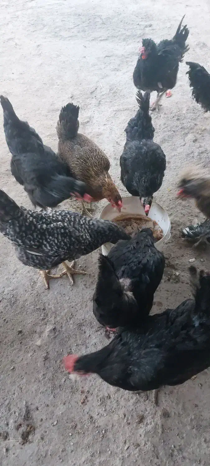 مرغ بومی|حیوانات مزرعه|کاشان, پامنار|دیوار