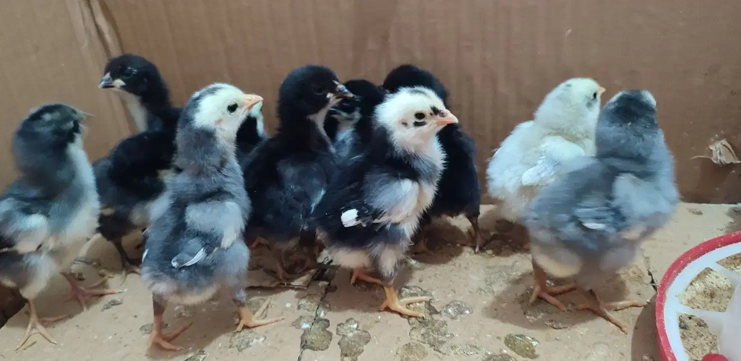 مرغ تخم گذار جوجه تخم مرغ نطفه دار|حیوانات مزرعه|رباطکریم, رباطکریم|دیوار