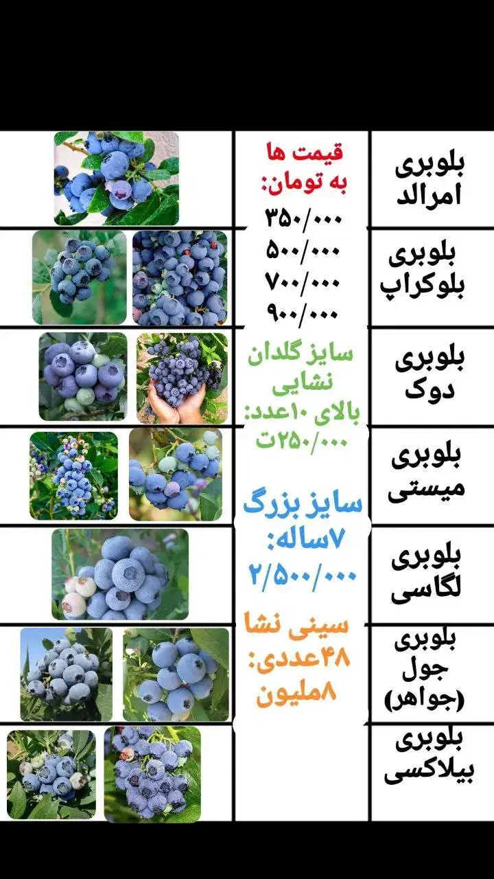 نهال بلوبری و رزبری و بلکبری و بیش از ۳۰ مدل بری|گل و گیاه طبیعی|ساری, |دیوار