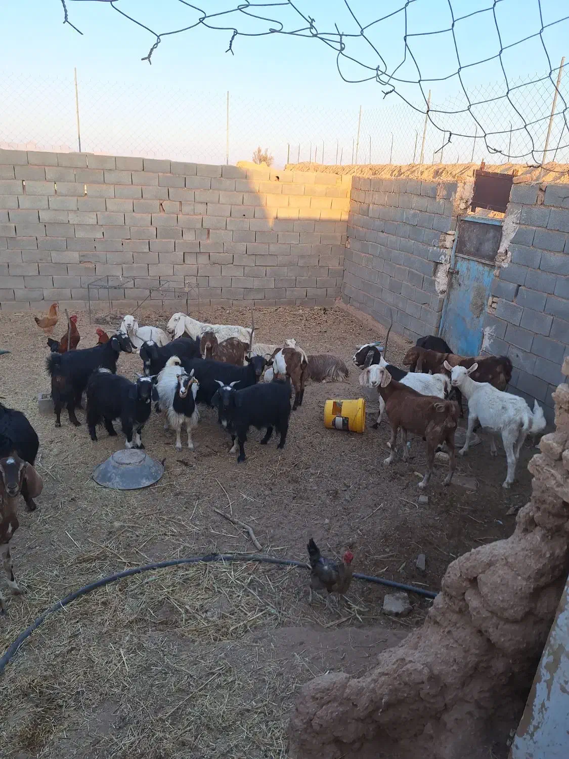 بزوکره|حیوانات مزرعه|مهریز, |دیوار