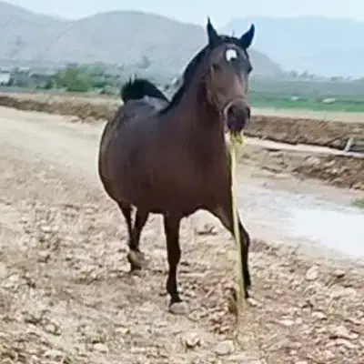 اسب مادیان|اسب و تجهیزات اسبسواری|نورآباد ممسنی, |دیوار