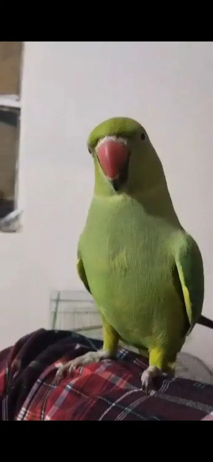 طوطی رام رام دستی|پرنده|عنبرآباد, |دیوار