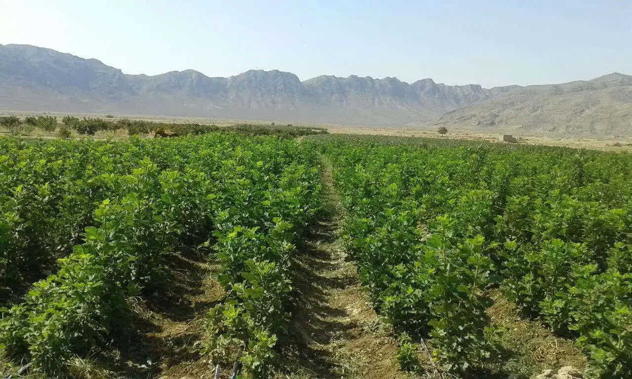 فروش نهال  انجیر اصلاح شده دیم استهبان|خدمات باغبانی و درختکاری|شیراز, تحویلی|دیوار