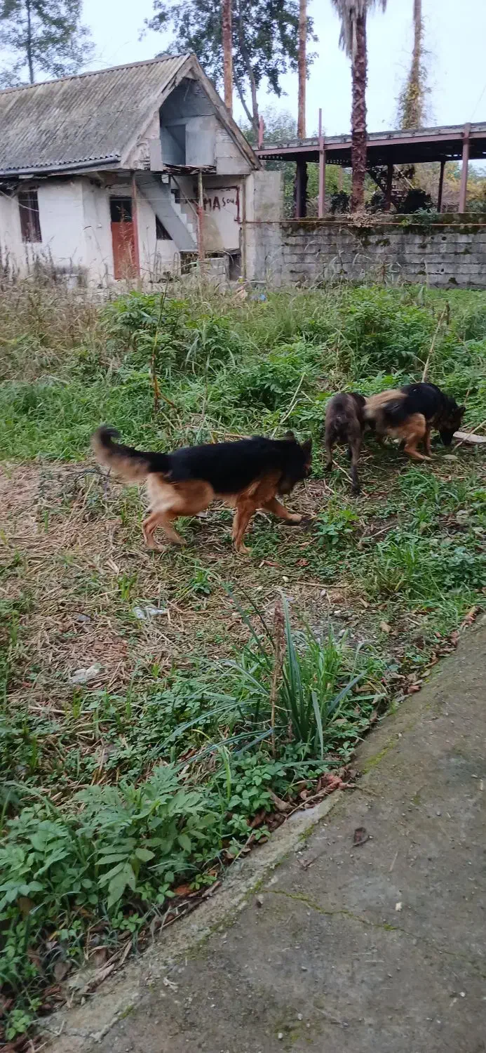 واگذاری سگ ژرمن|سگ|کلاچای, |دیوار