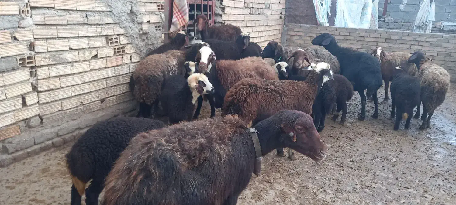 فروشی گوسفند|حیوانات مزرعه|شیروان (لرستان), |دیوار