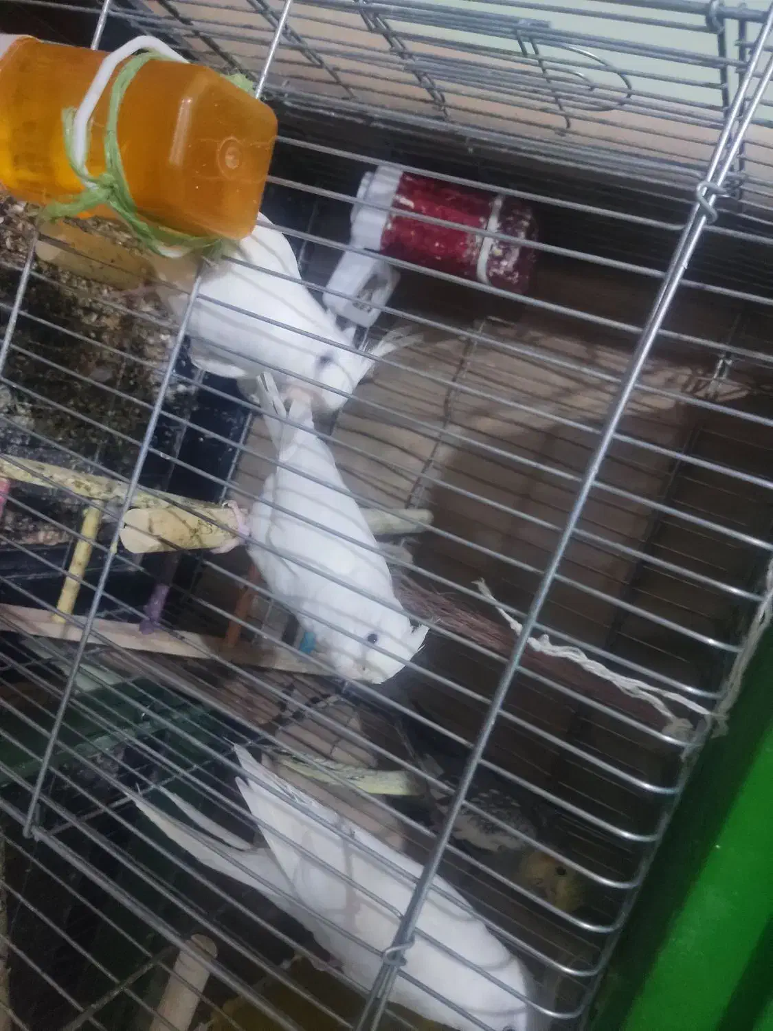 عروس هلندی نر و ماده البینو|پرنده|مهرگان, |دیوار