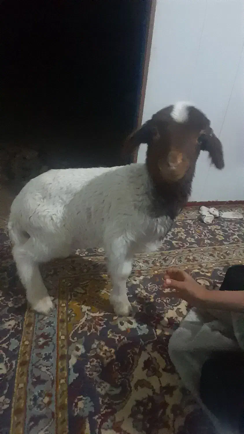 بره نر|حیوانات مزرعه|آبدانان, |دیوار