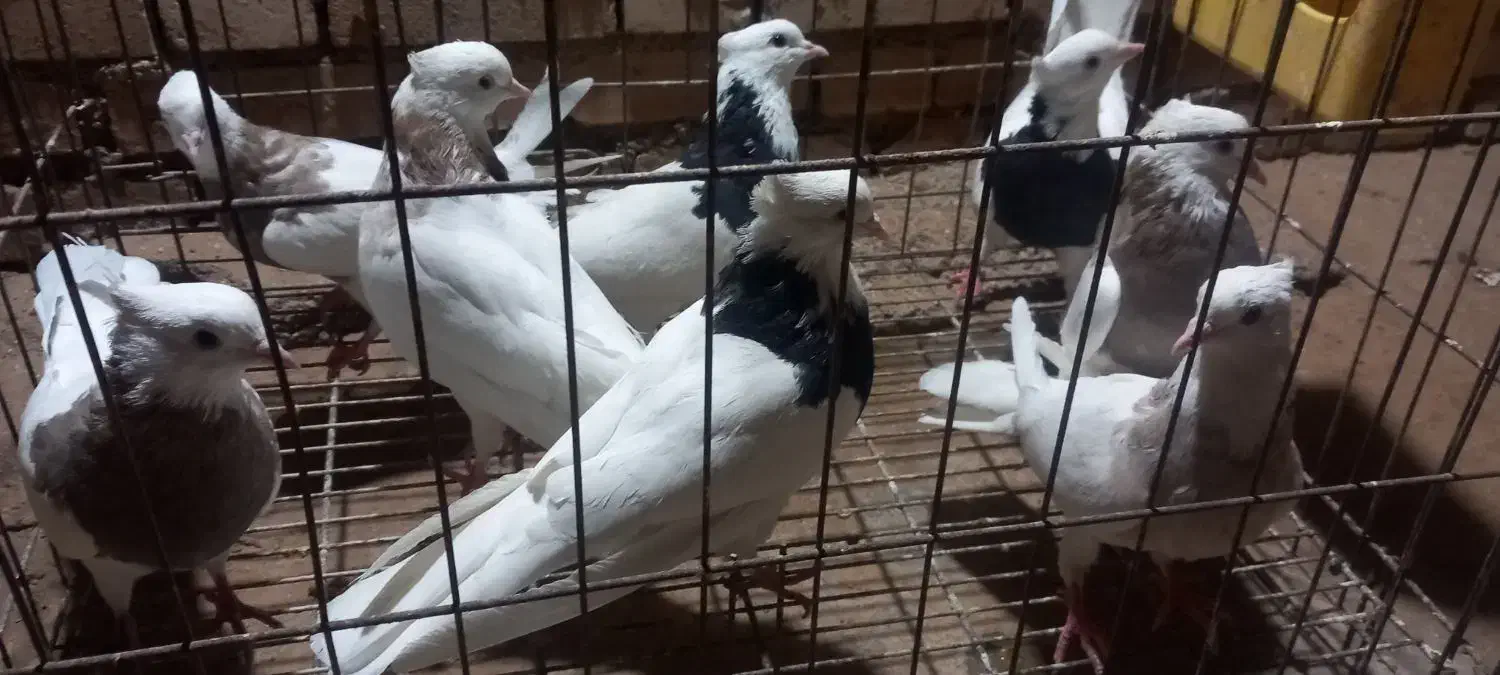 پرنده طوقی|پرنده|حمیدیه, |دیوار