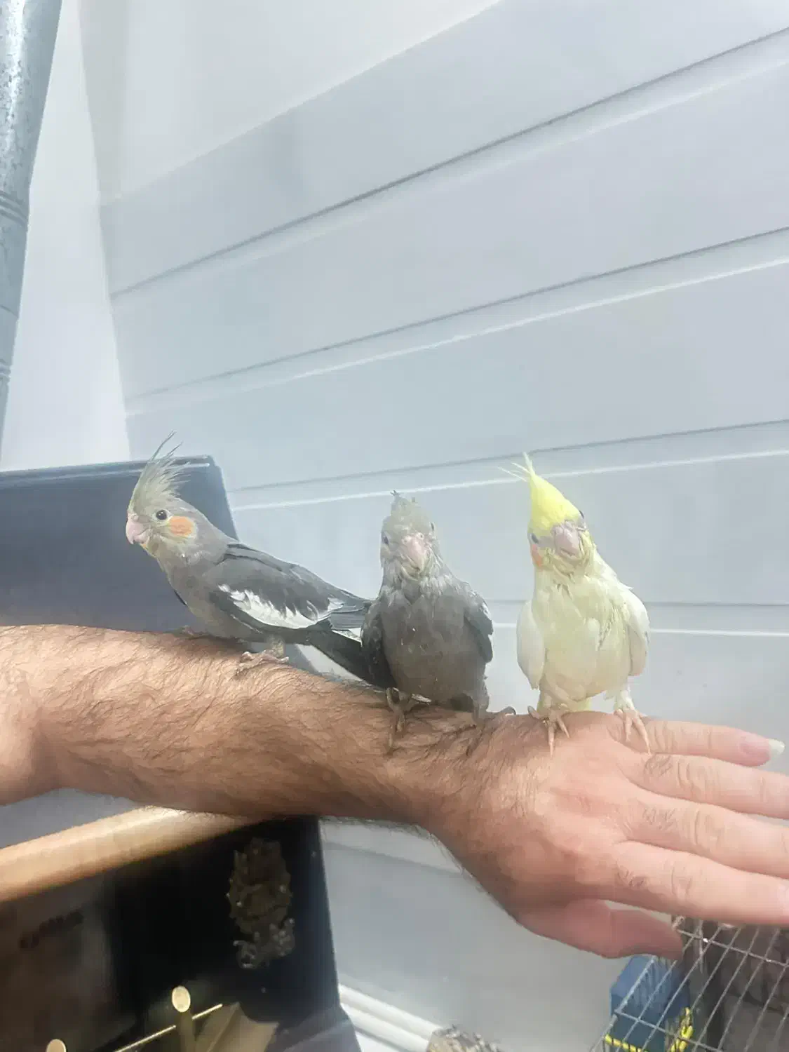 جوجه عروس|پرنده|قم, کلهری|دیوار