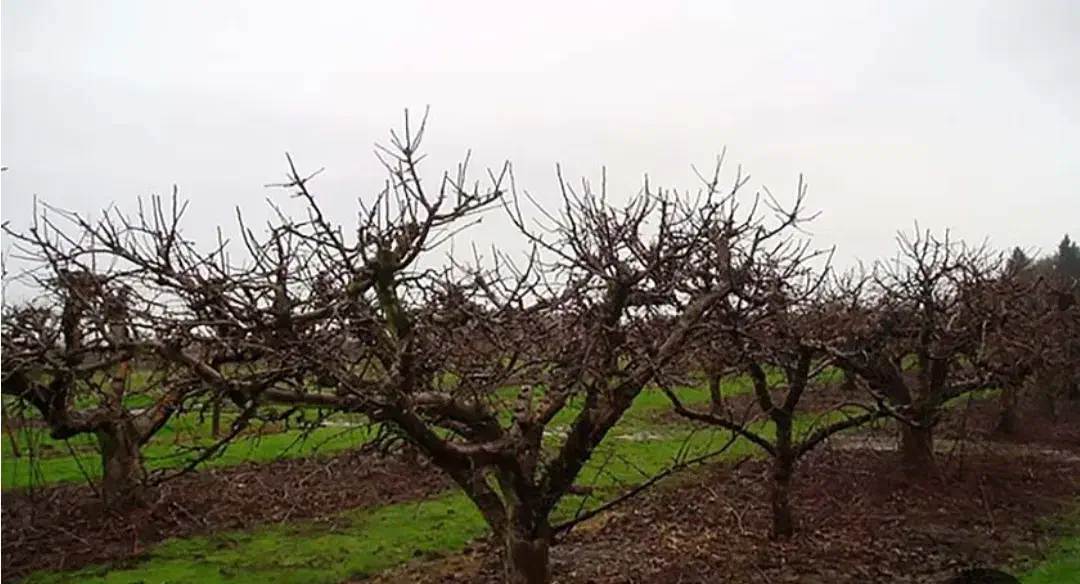 هرس کردن|خدمات باغبانی و درختکاری|انزل, |دیوار