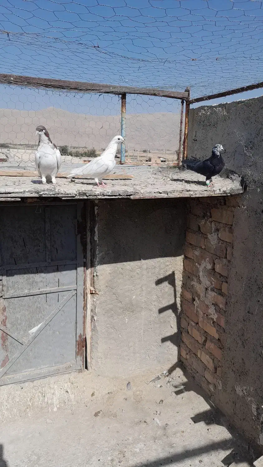 کفتر هوایی|پرنده|مرودشت, شهرک مهدیه|دیوار