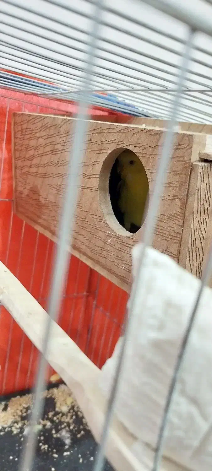 مرغ عشق پروانه ایی|پرنده|شوش, |دیوار