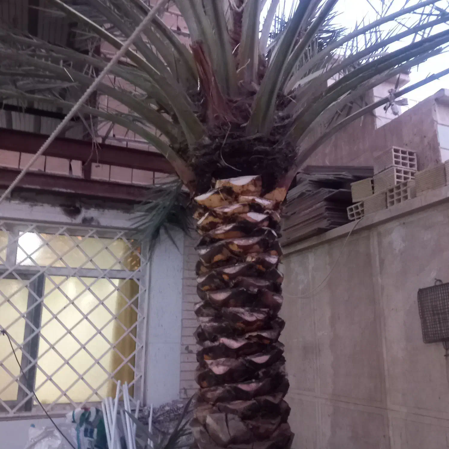 کار باغبانی وتکریب نخل وشخم زدن زمین با بیل|خدمات باغبانی و درختکاری|آبادان, |دیوار