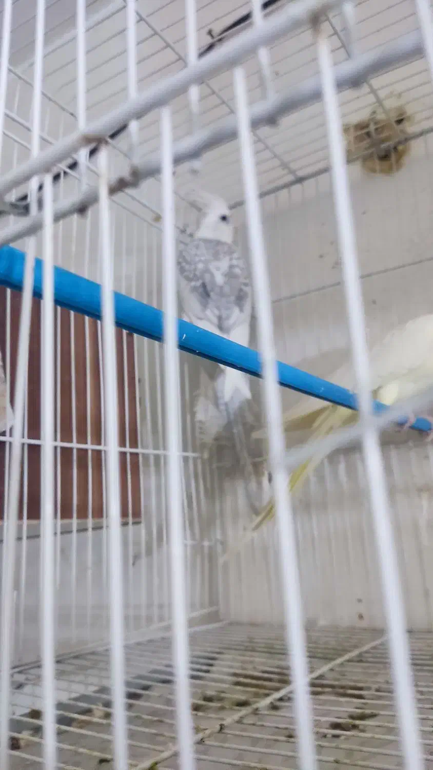 عروس هلندی قناری|پرنده|مشهد, تلگرد|دیوار