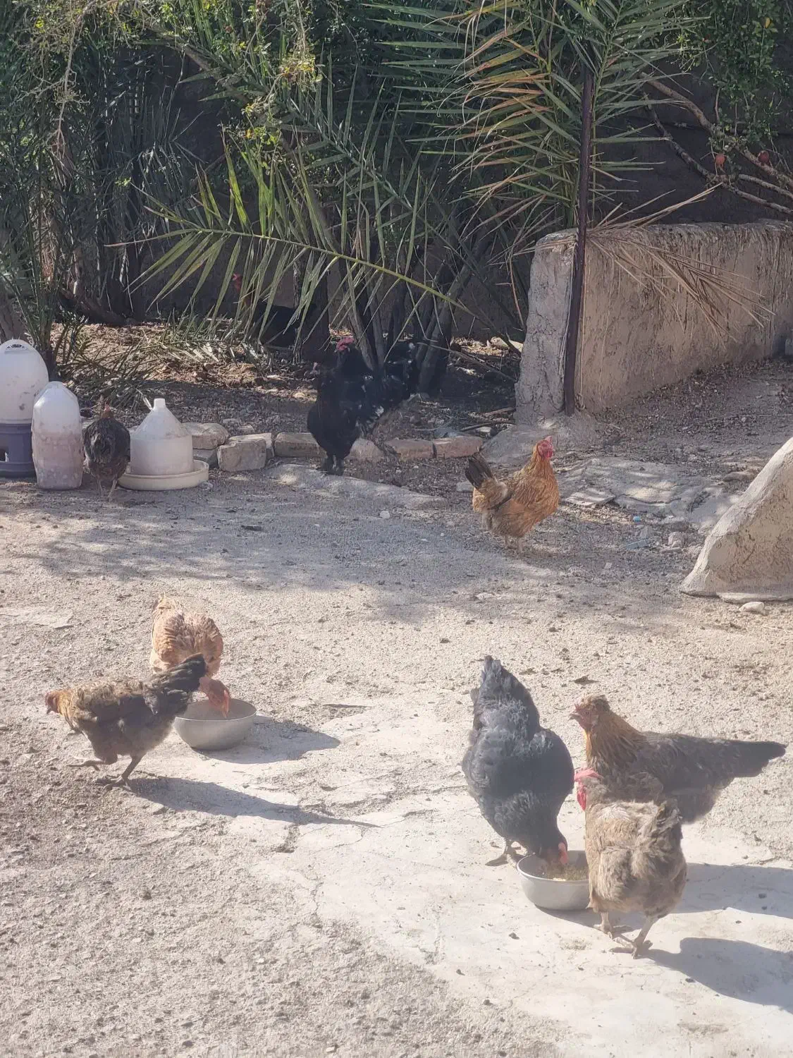 فروش مرغ محلی|حیوانات مزرعه|رفسنجان, |دیوار