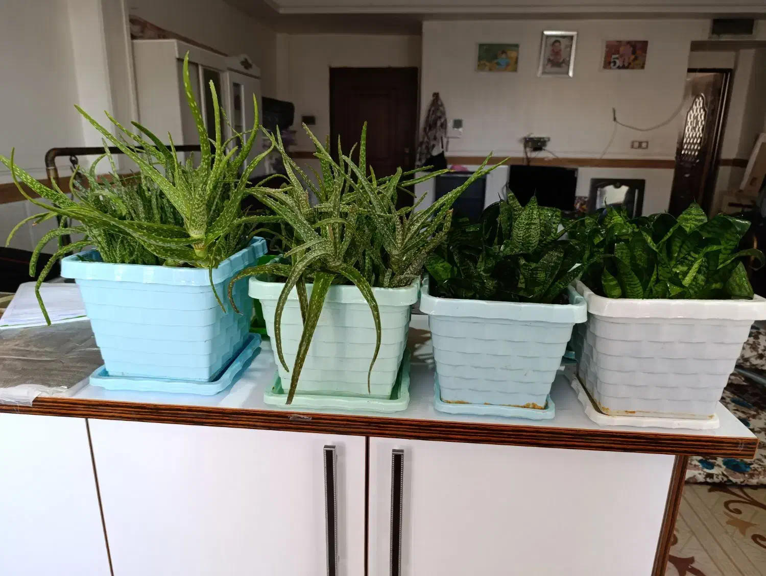 گل‌های آپارتمانی|گل و گیاه طبیعی|بهارستان, |دیوار