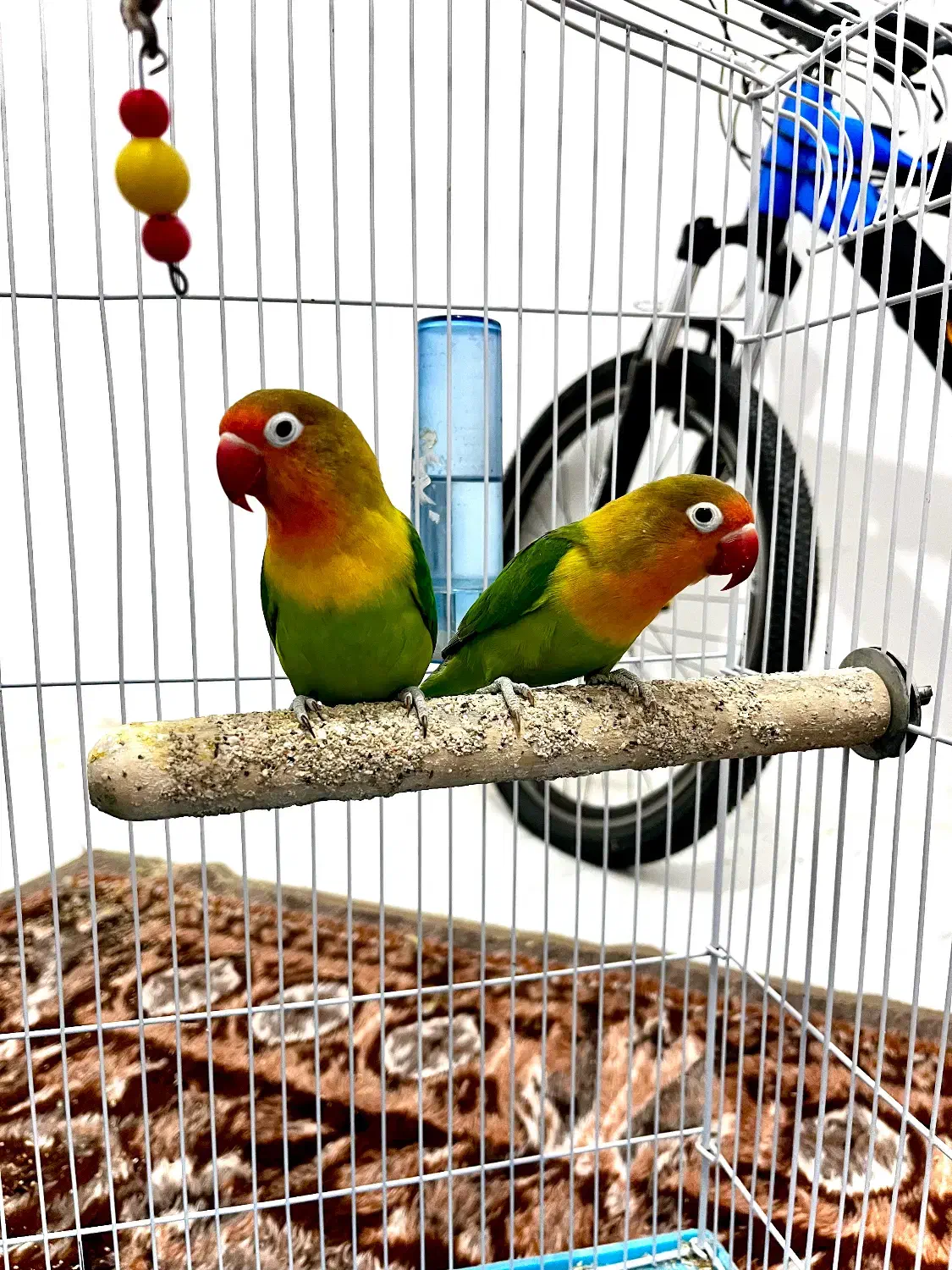 طوطی برزیلی|پرنده|اردبیل, |دیوار