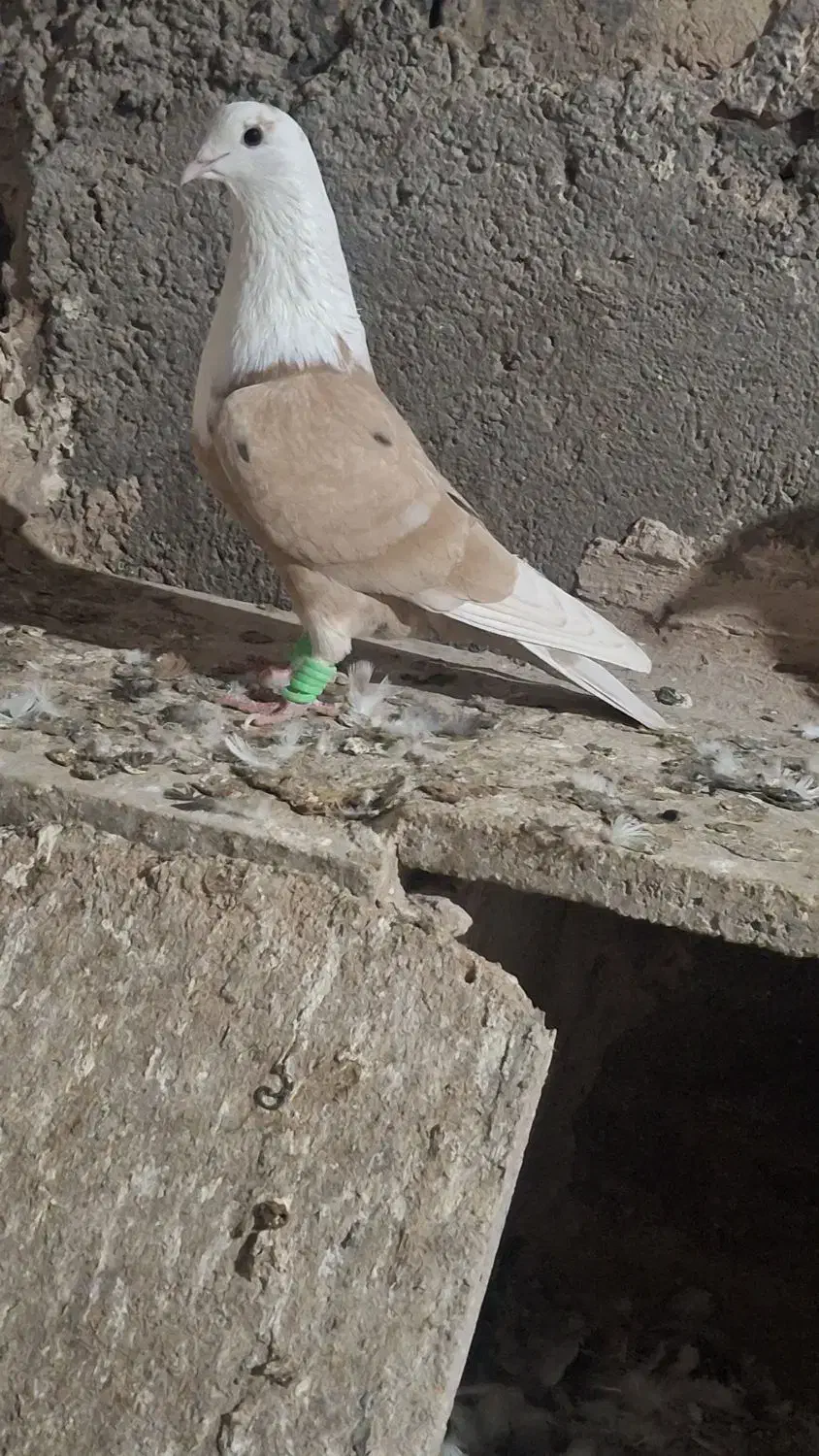 کلاغ نر|پرنده|نیشابور, مازول|دیوار