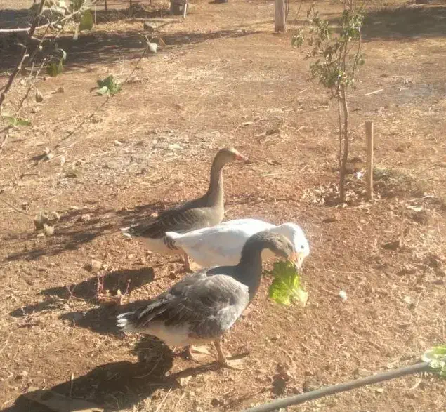 یک جفت غاز|حیوانات مزرعه|جوانرود, |دیوار