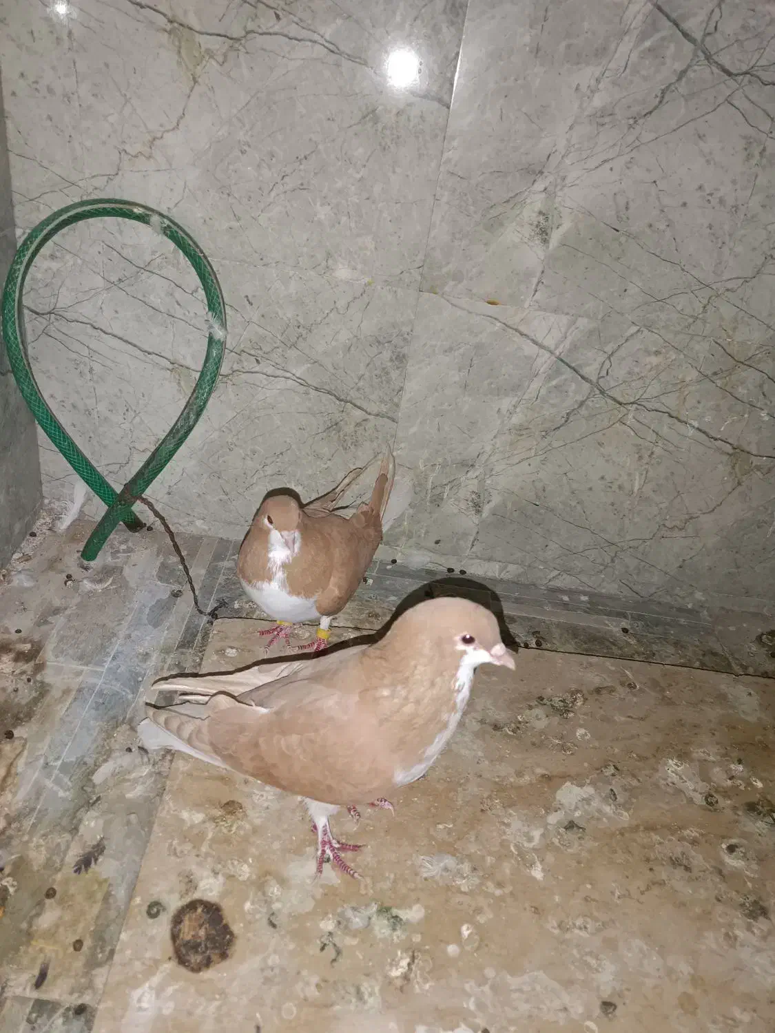 یک جفت شهری زرد|پرنده|داراب, |دیوار